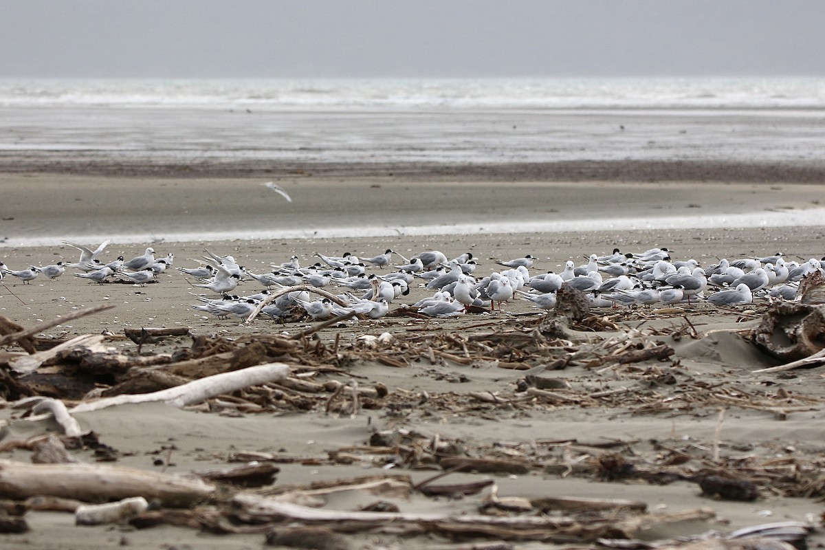 White-fronted Tern - ML616490172