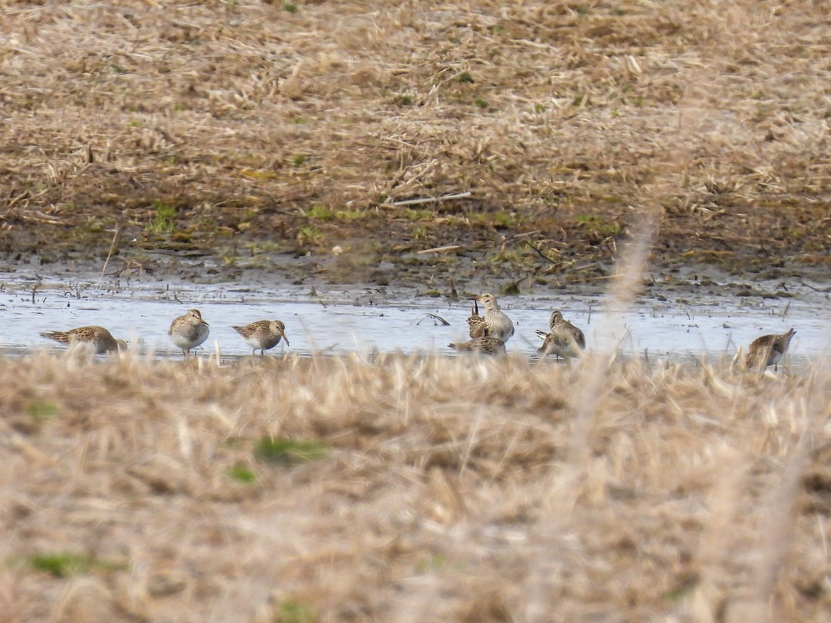 Pectoral Sandpiper - ML616490176