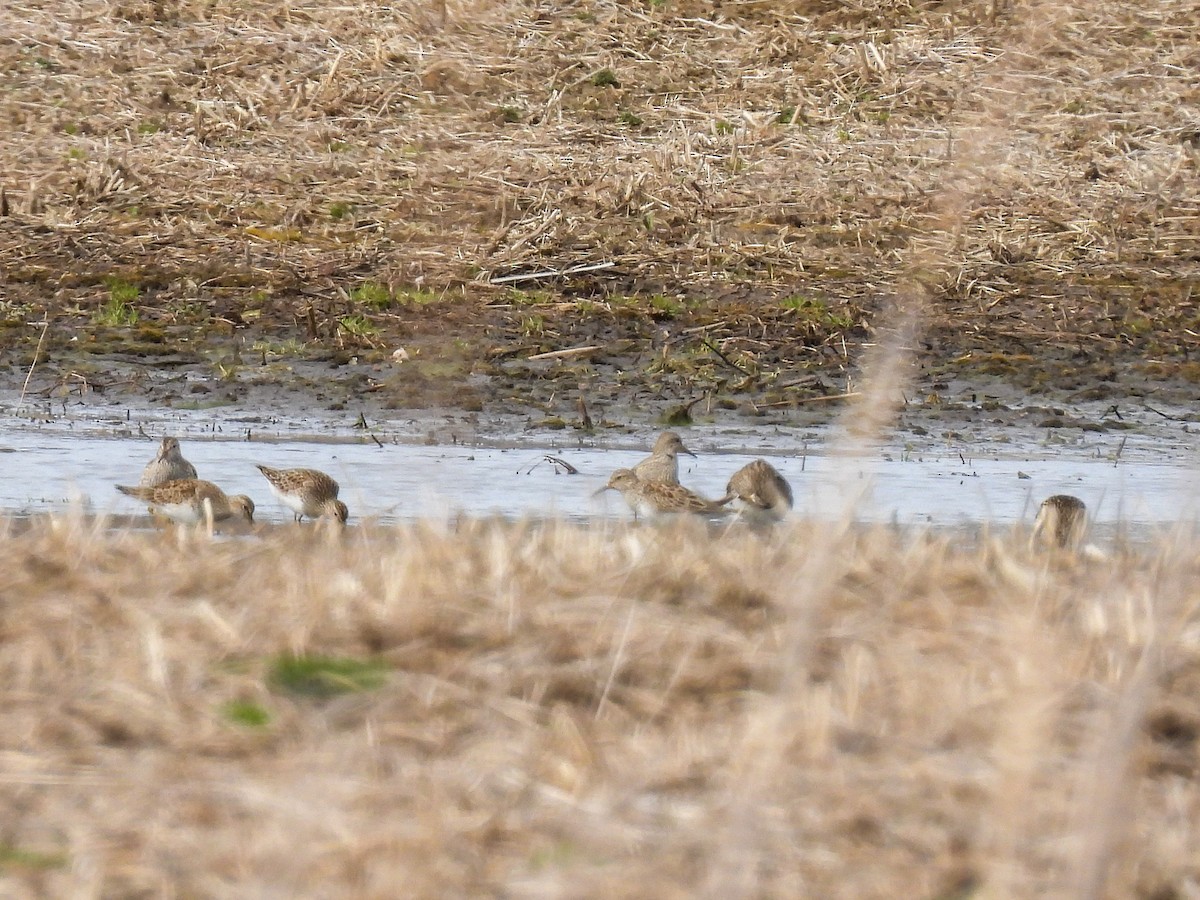 Pectoral Sandpiper - ML616490177