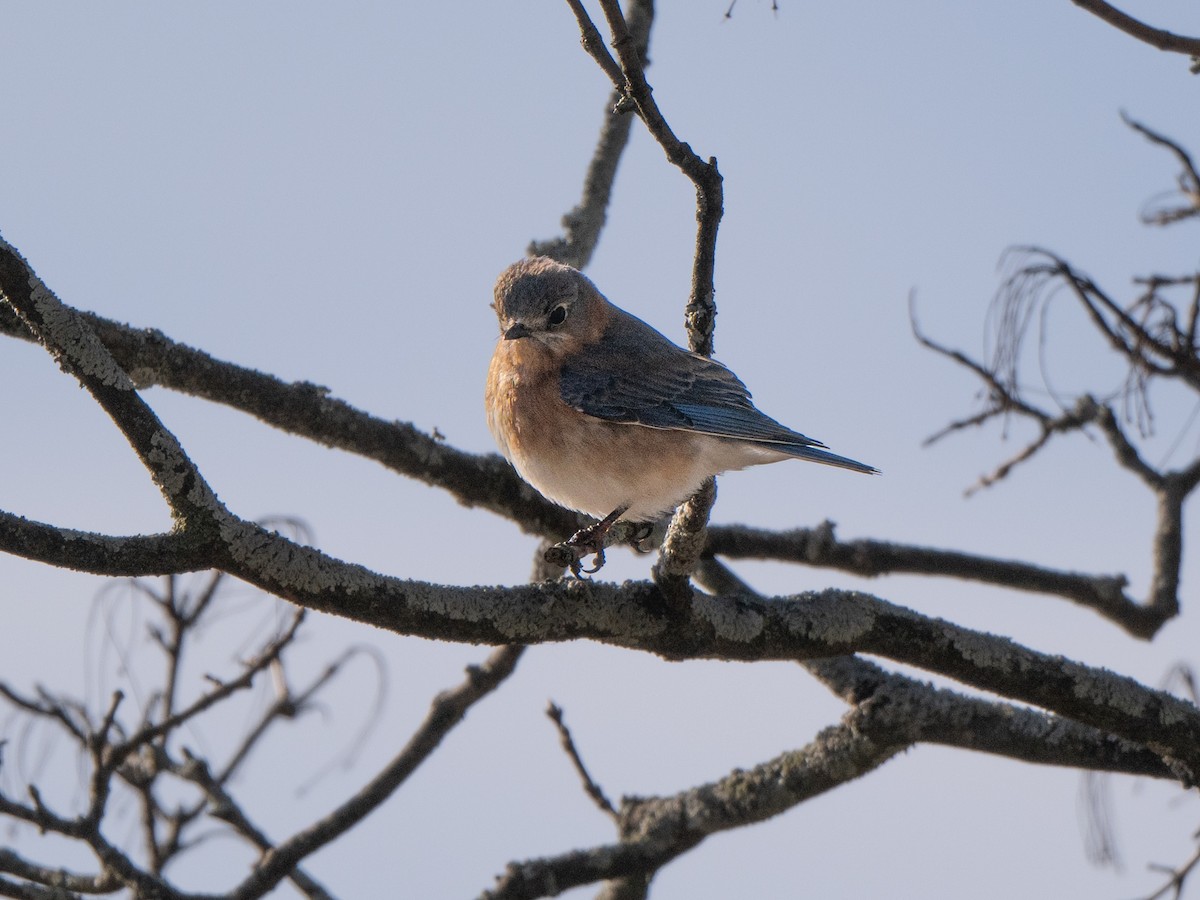 Eastern Bluebird - ML616490205