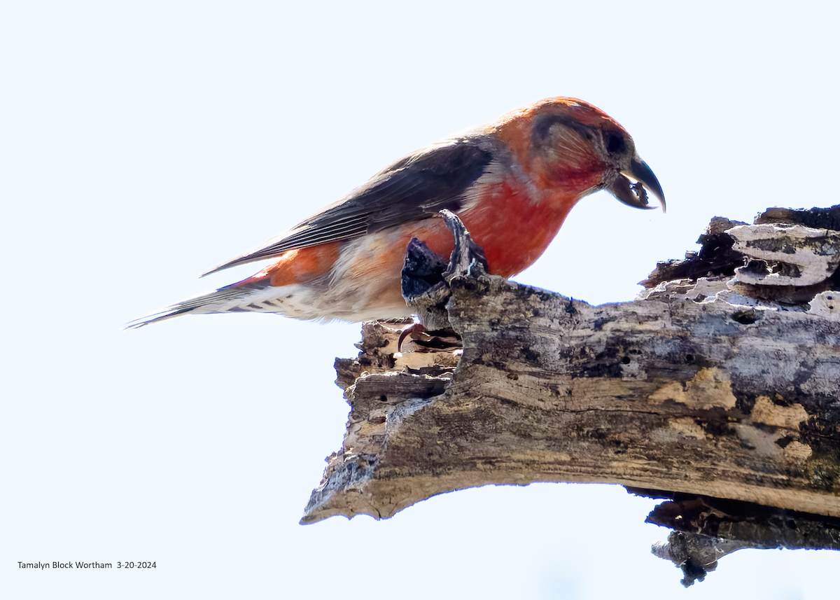 Red Crossbill - Tamalyn Block Wortham