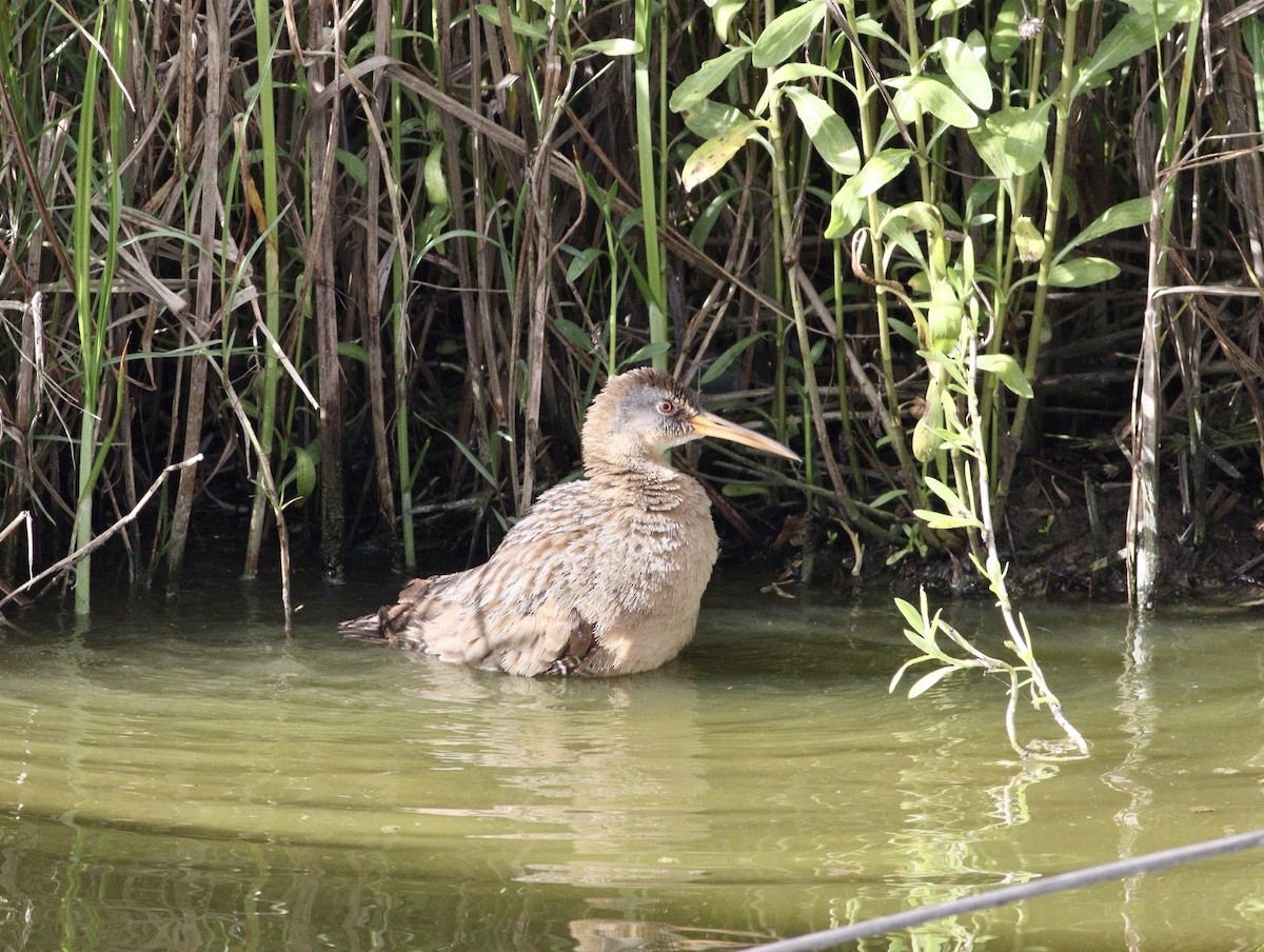 Clapper Rail - Rhonda Desormeaux