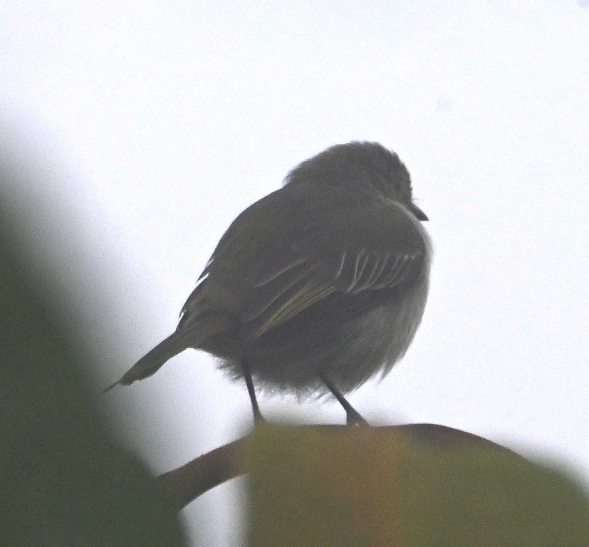 Mosquerito del Chocó - ML616490311