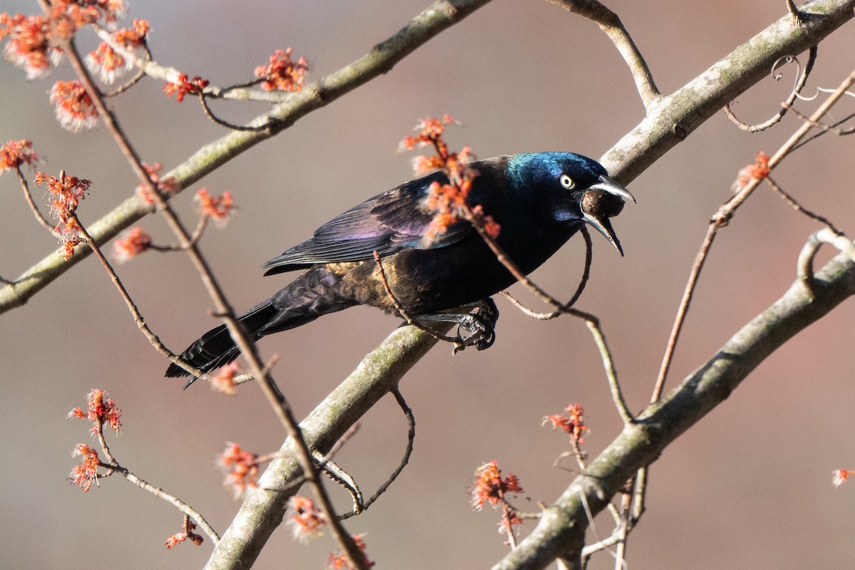 Common Grackle - ML616490315