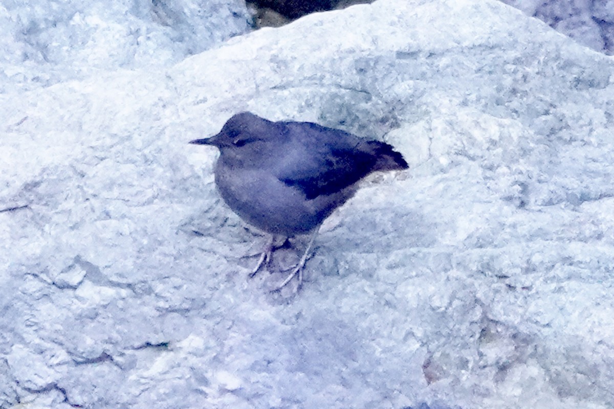 American Dipper - Steve Neely