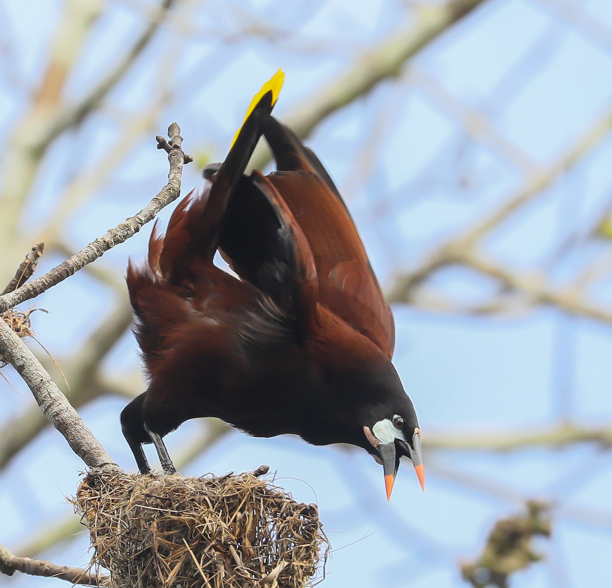 Montezuma Oropendola - ML616490451