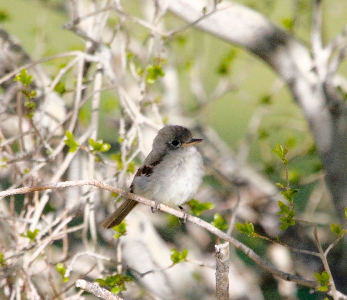 Gray Flycatcher - ML616490474