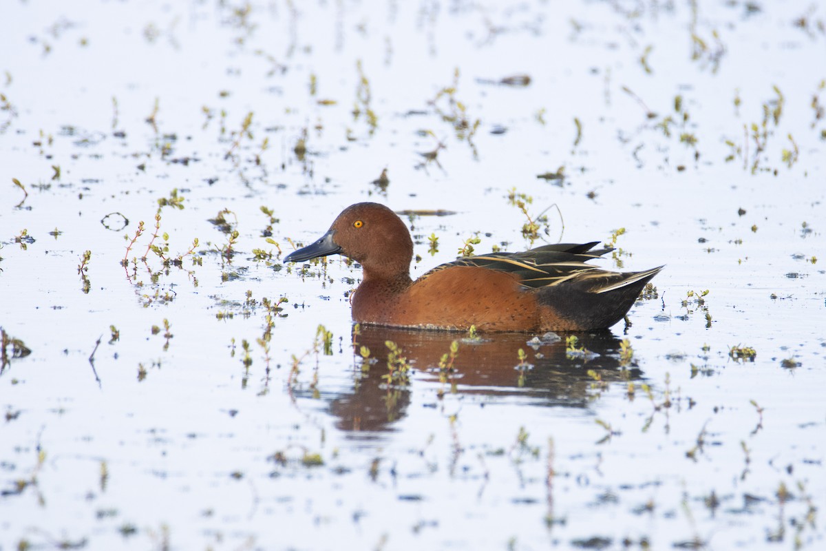 Cinnamon Teal - Alexis Hidalgo Velasquez