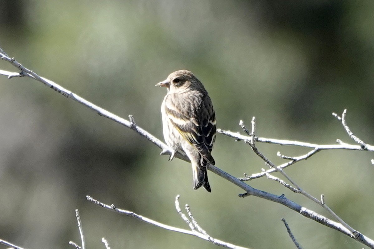 Pine Siskin - ML616490507