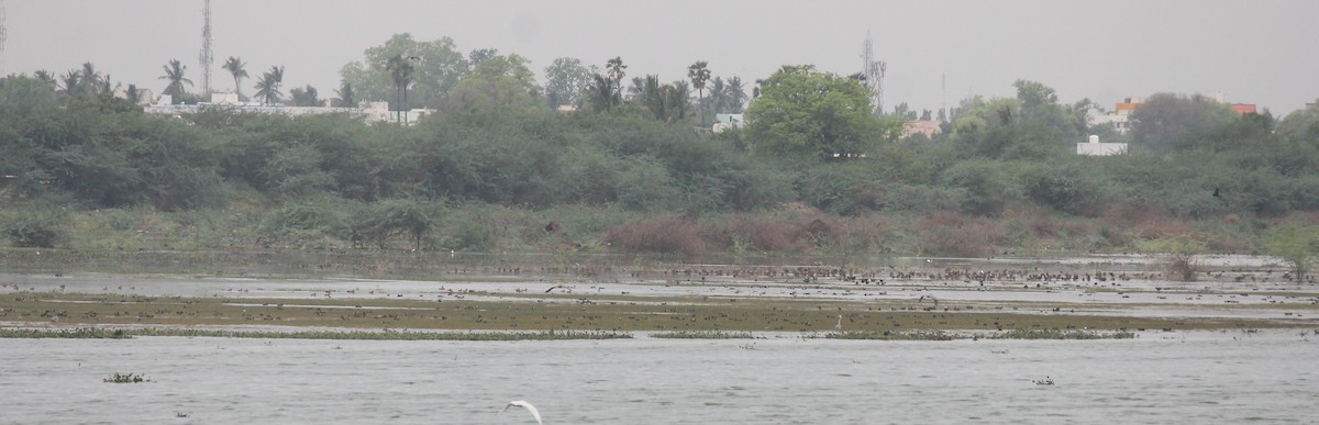 Eurasian Coot - ML61649051