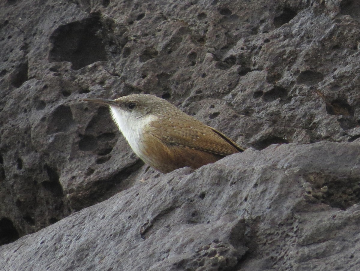 Canyon Wren - Shaun Robson