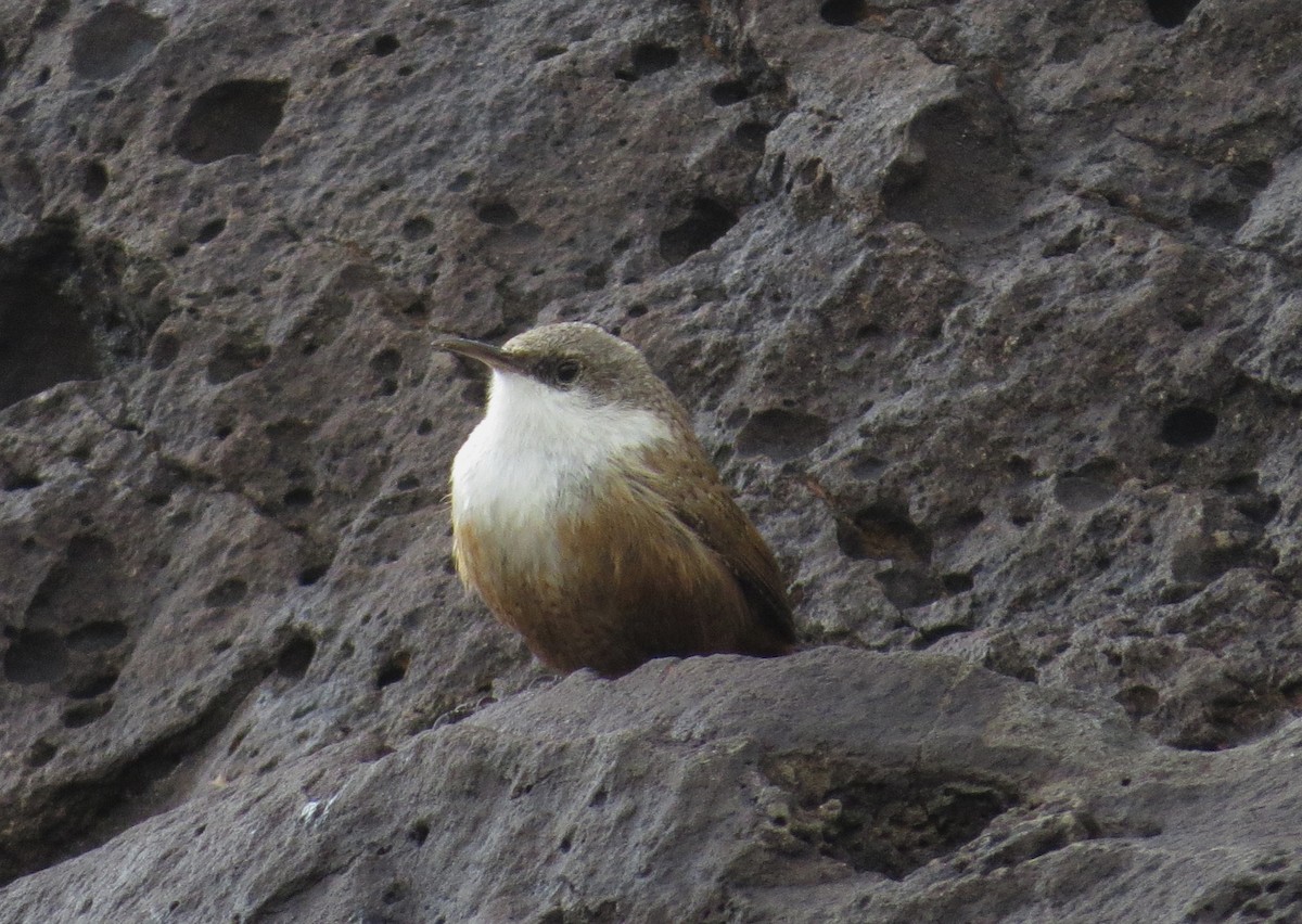 Canyon Wren - ML616490513