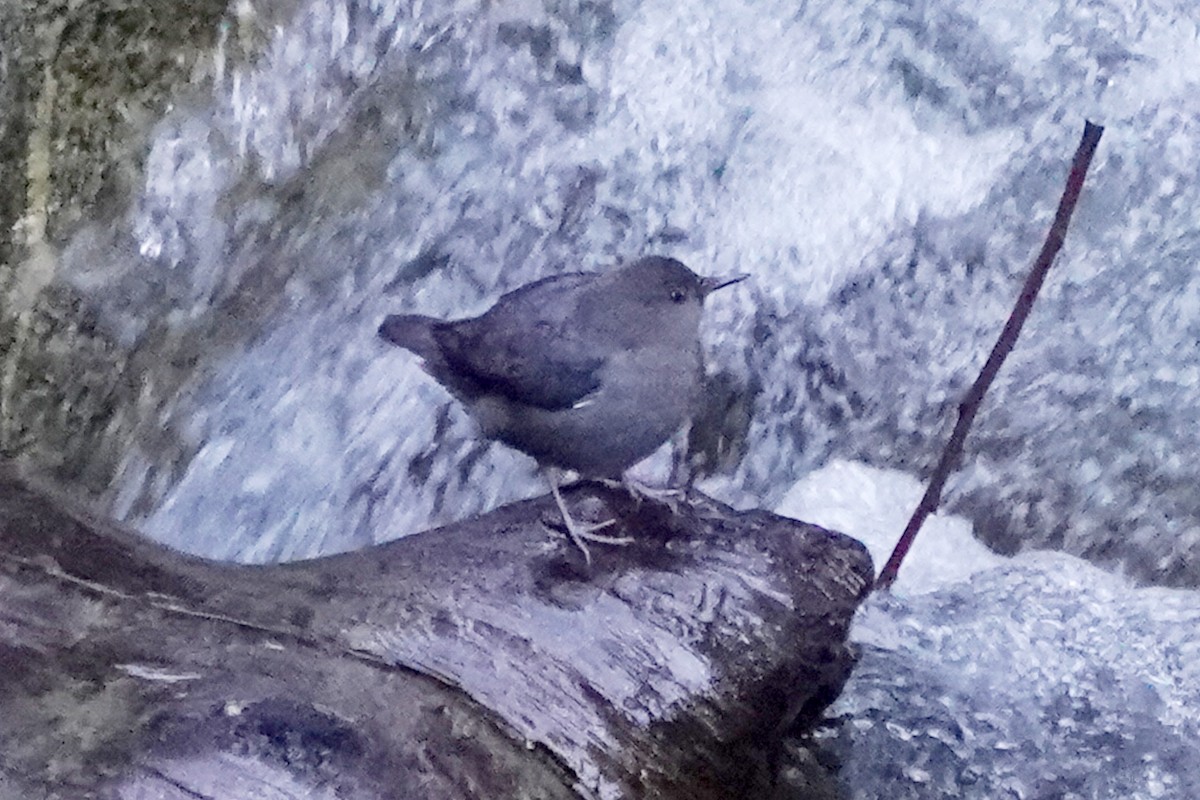 American Dipper - ML616490520