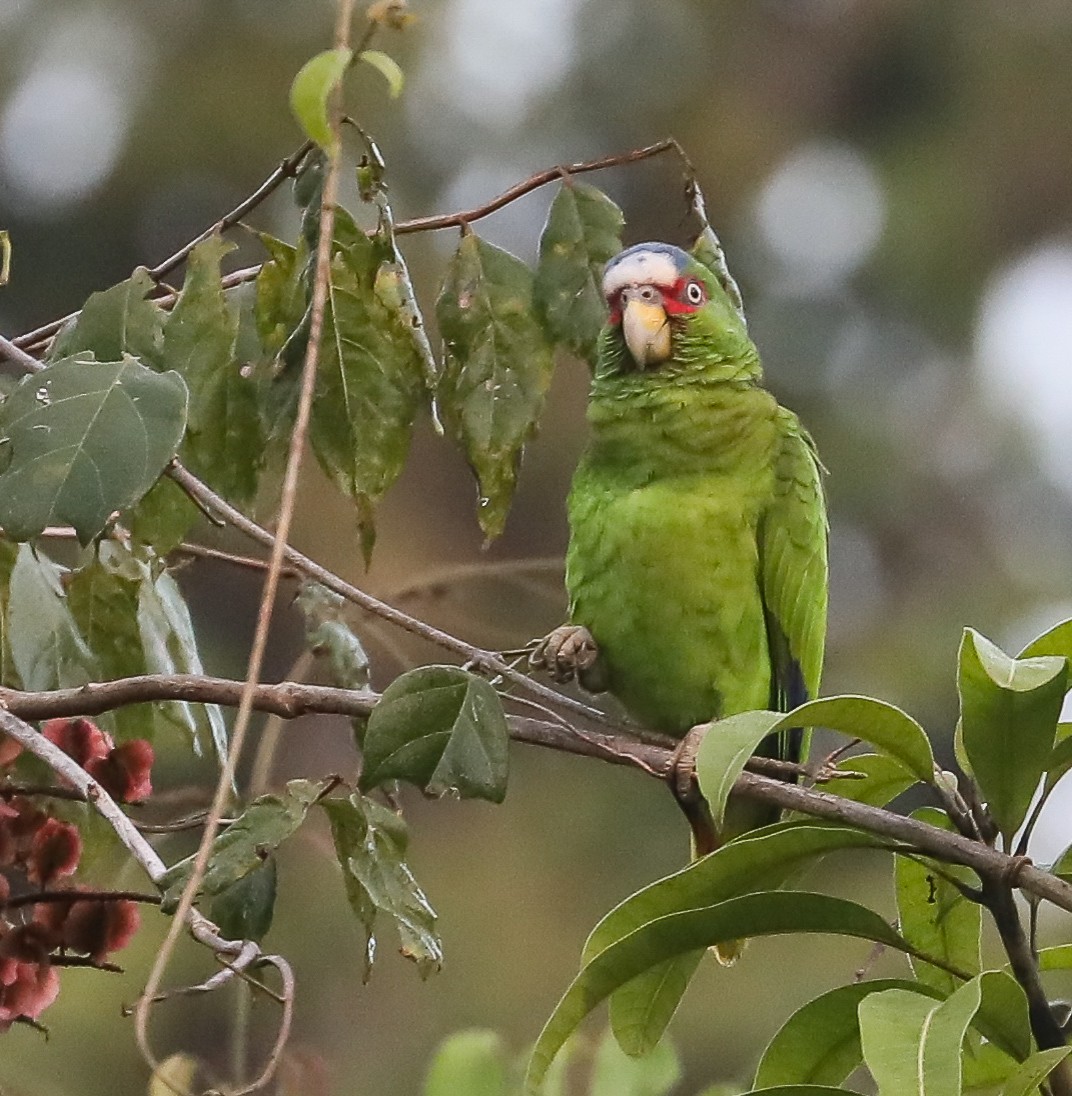 White-fronted Amazon - ML616490526