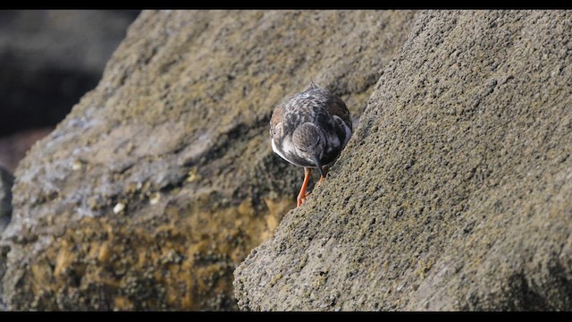 Алаг хайргач - ML616490551