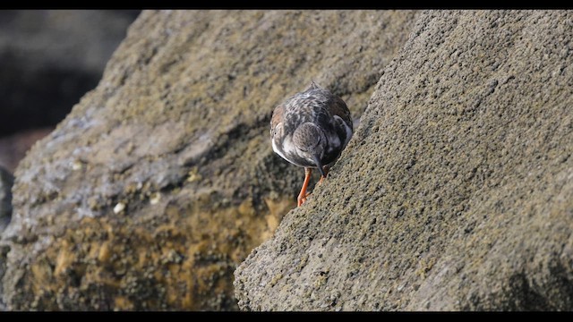 Ruddy Turnstone - ML616490551