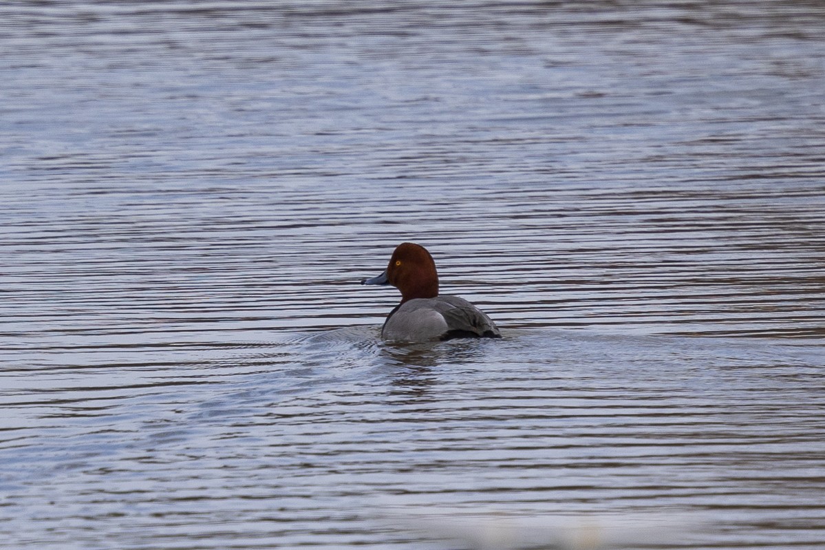 Redhead - ML616490563