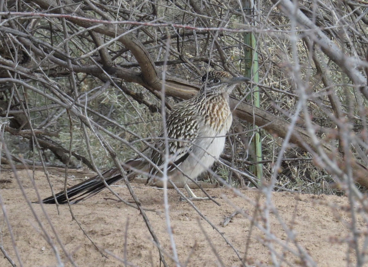 Greater Roadrunner - ML616490571