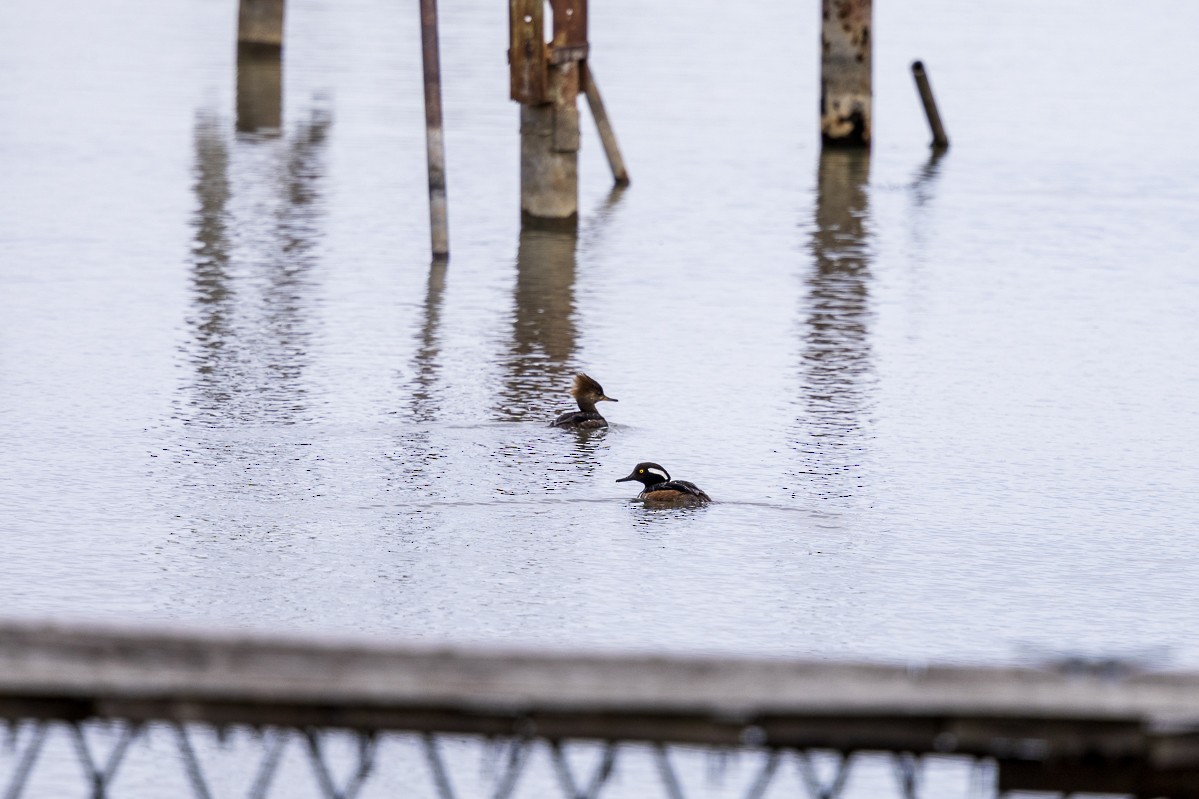 Hooded Merganser - ML616490597