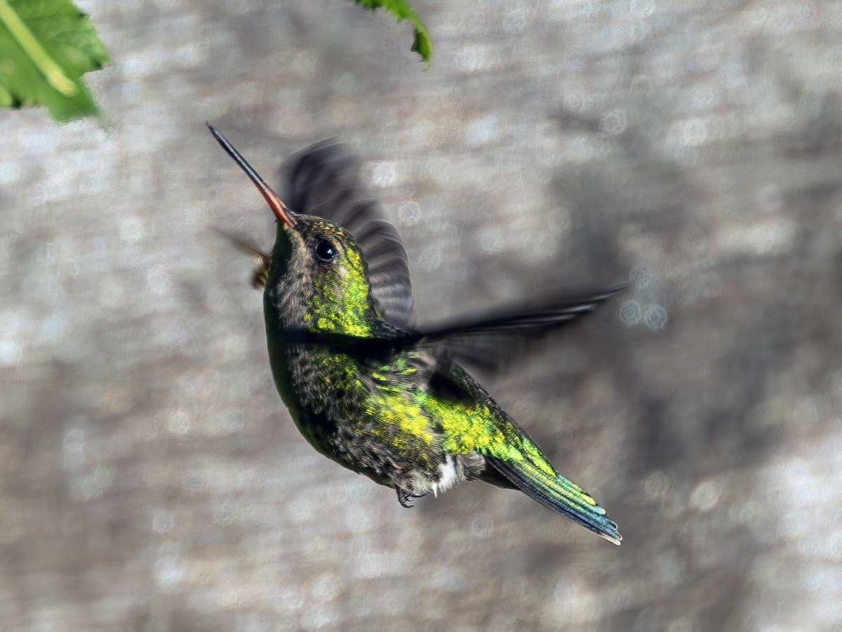 kolibřík lesklobřichý - ML616490650