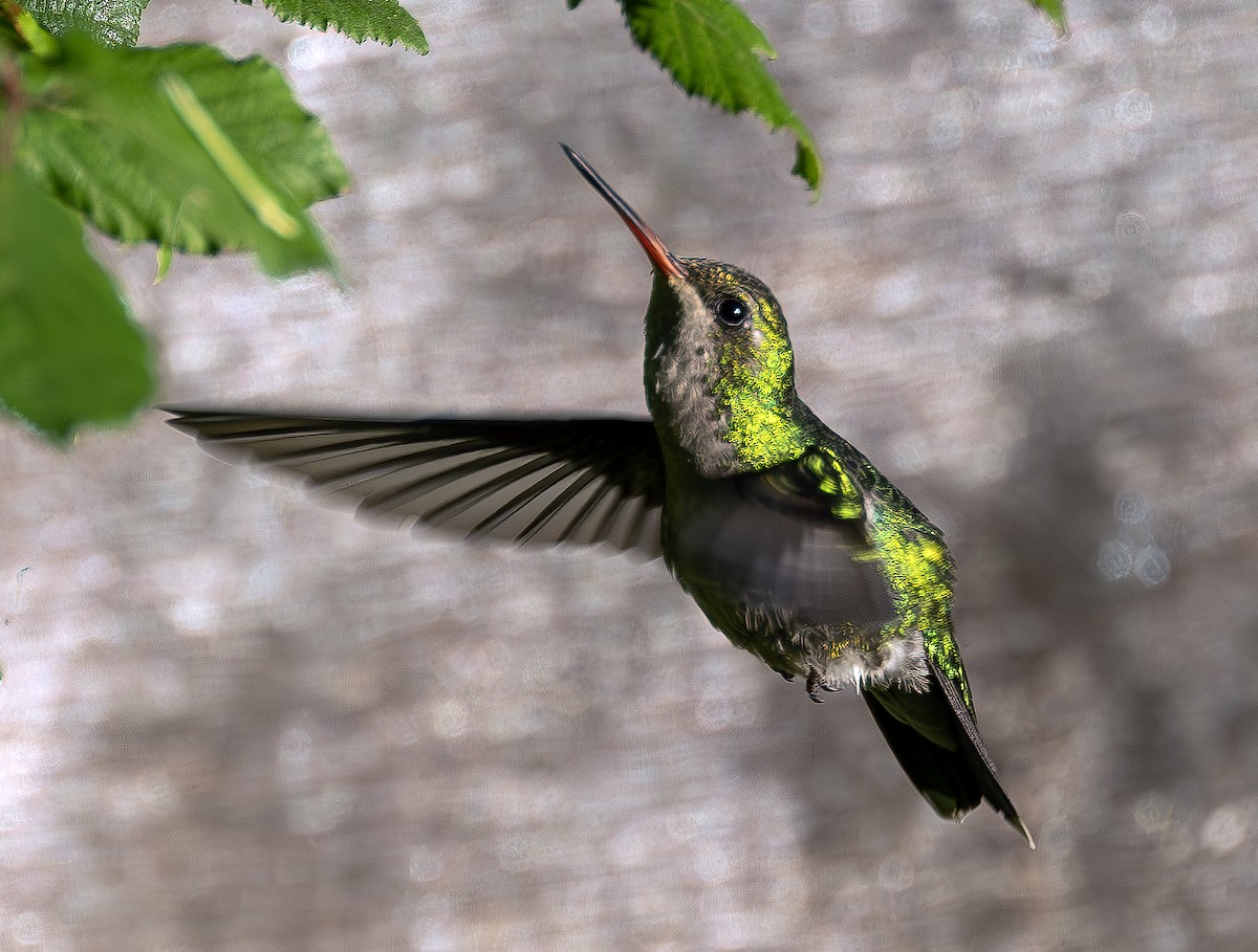 kolibřík lesklobřichý - ML616490651