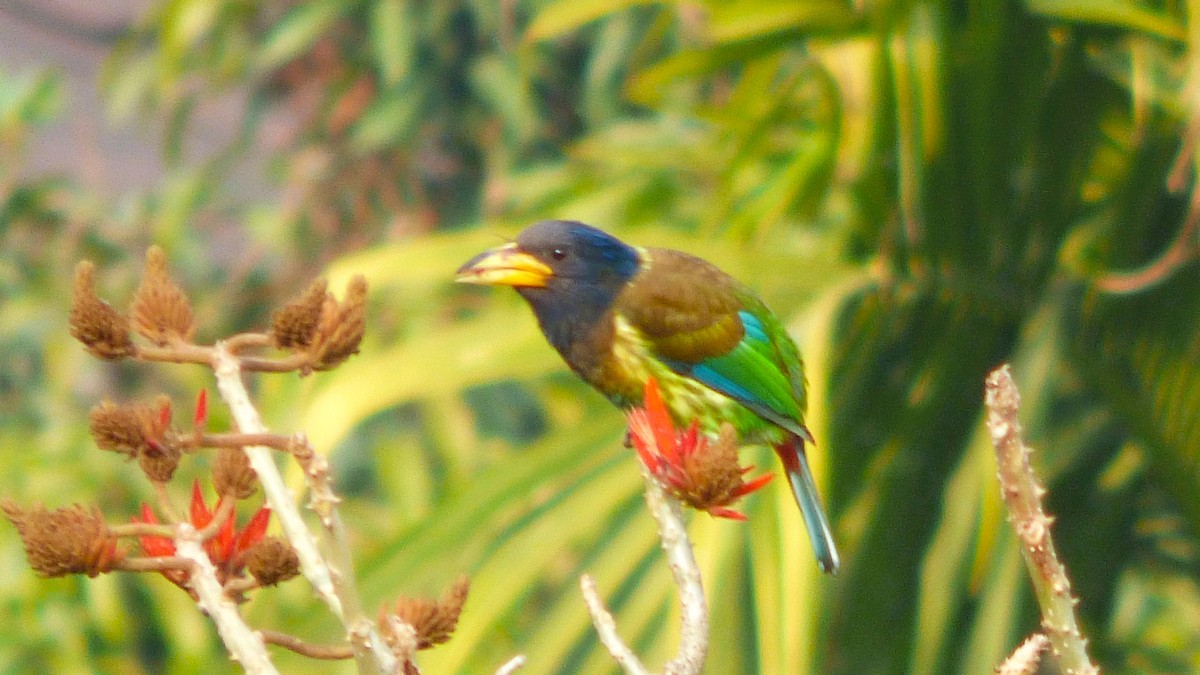 Great Barbet - ML616490686