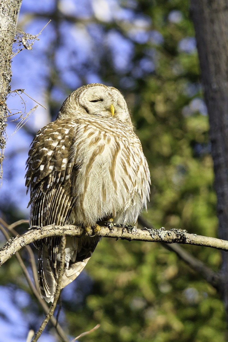 Barred Owl - Steve Taylor