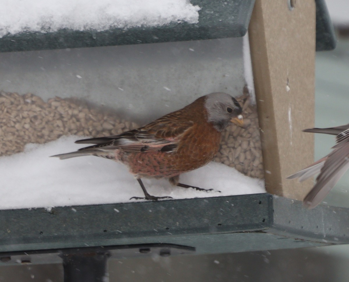 grånakkefjellfink (littoralis) - ML616490730