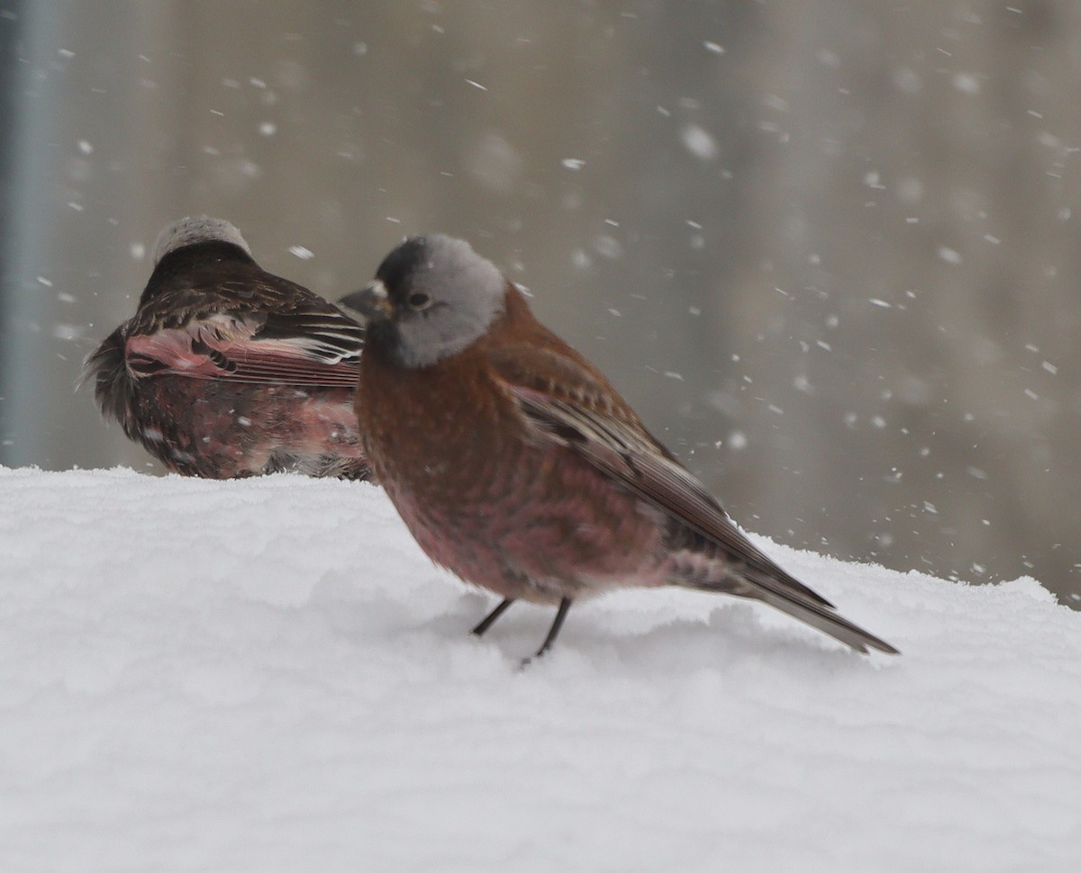 grånakkefjellfink (littoralis) - ML616490731