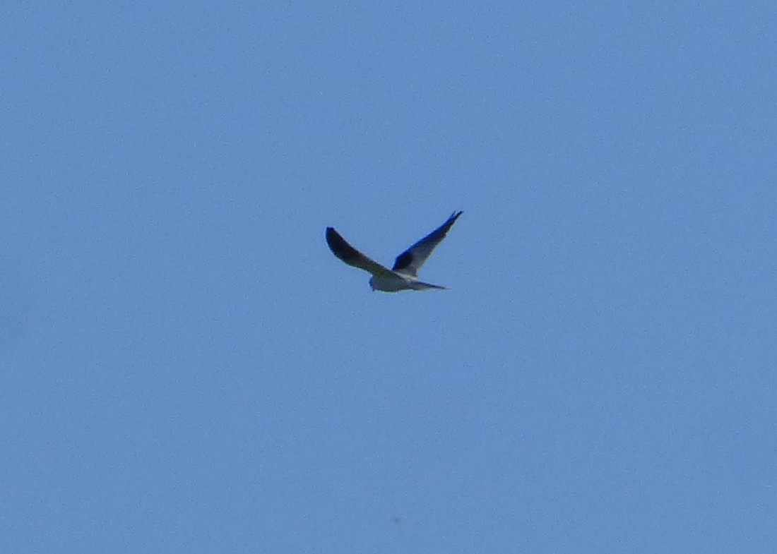 White-tailed Kite - ML616490771