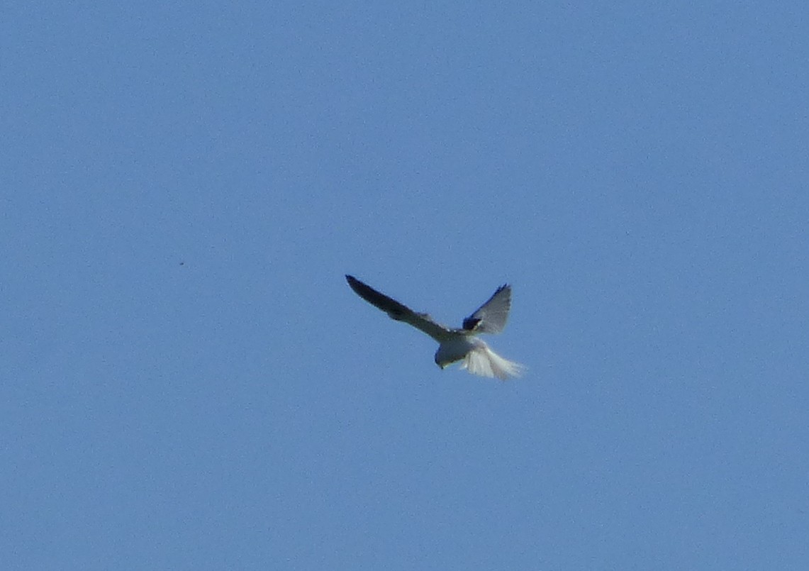 White-tailed Kite - ML616490772