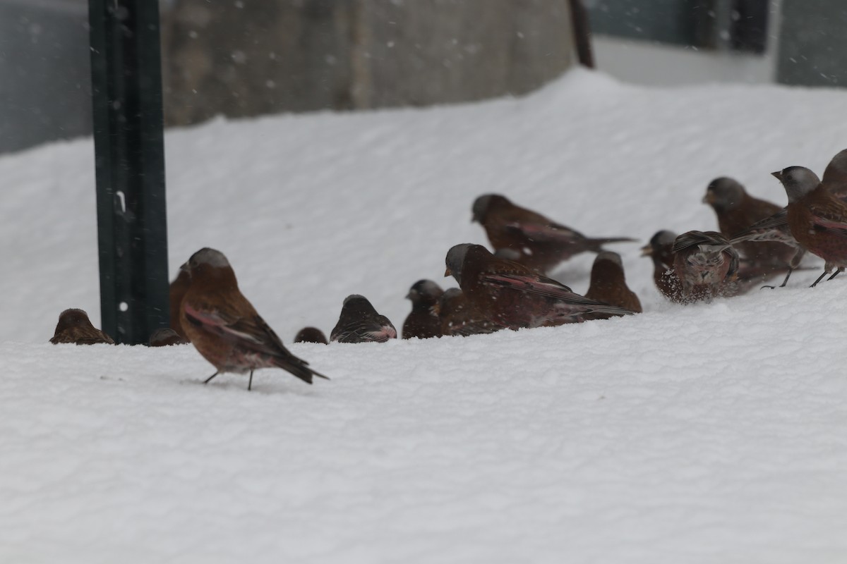 Gray-crowned Rosy-Finch - ML616490782