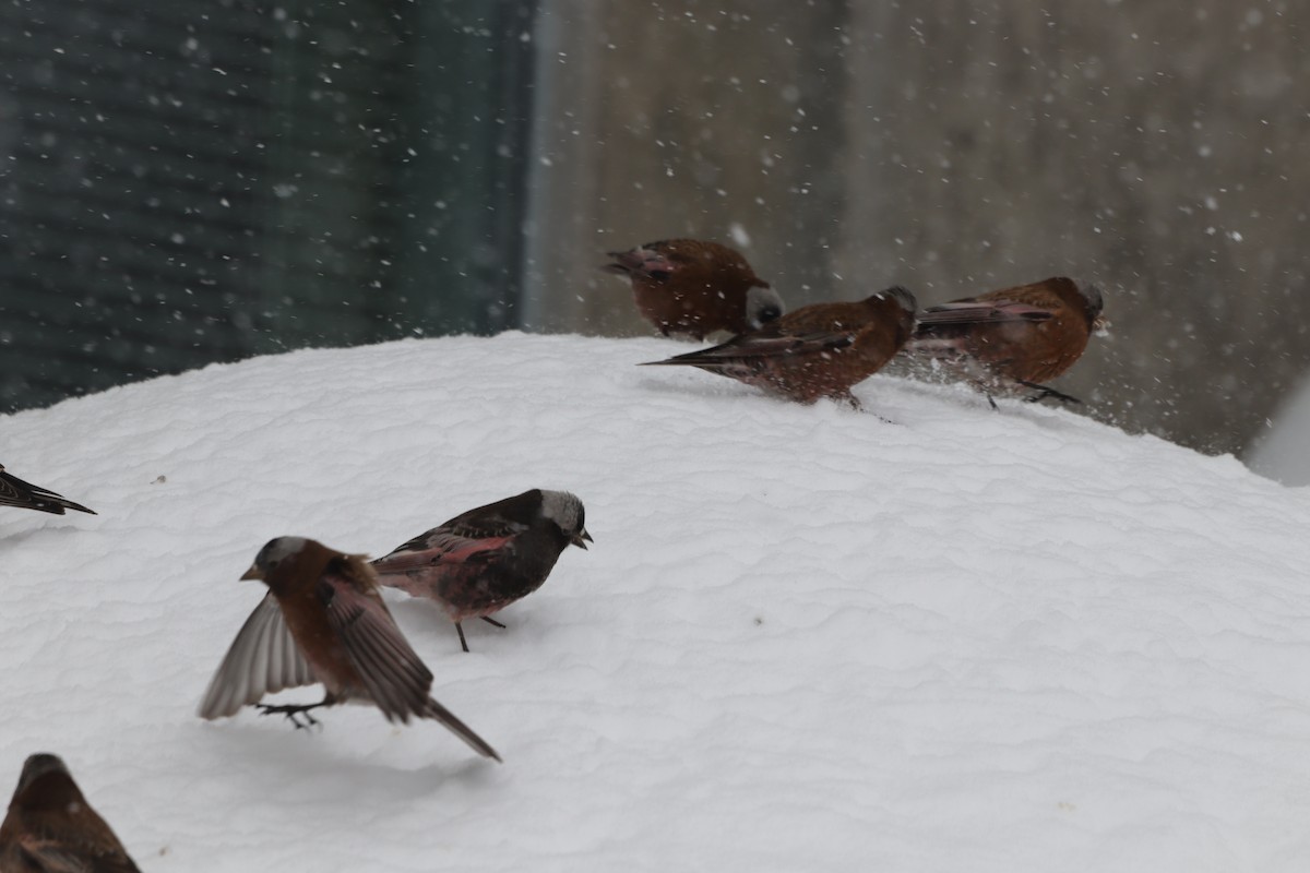 Gray-crowned Rosy-Finch - David  Yeany II