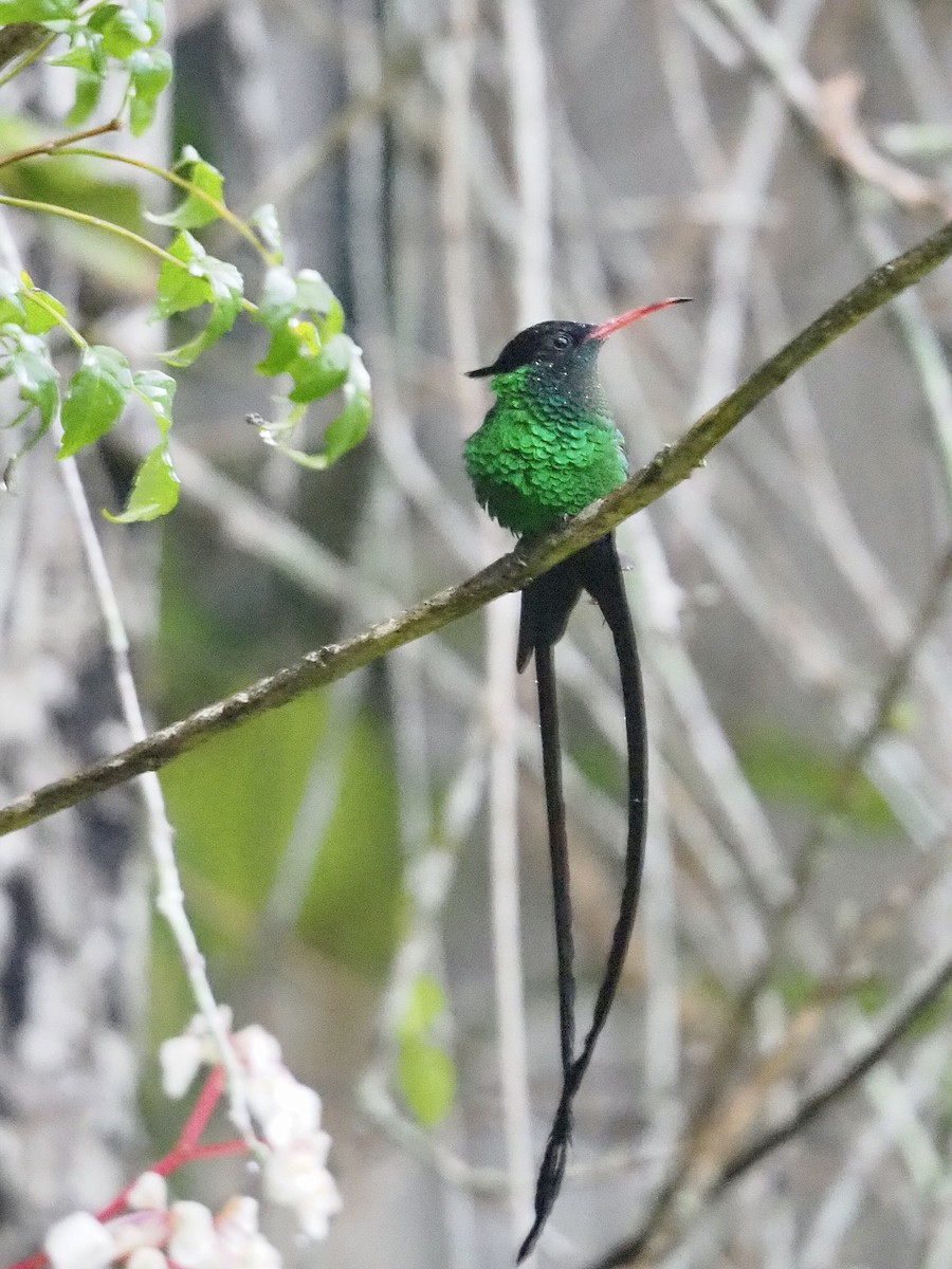 kolibřík červenozobý - ML616490808