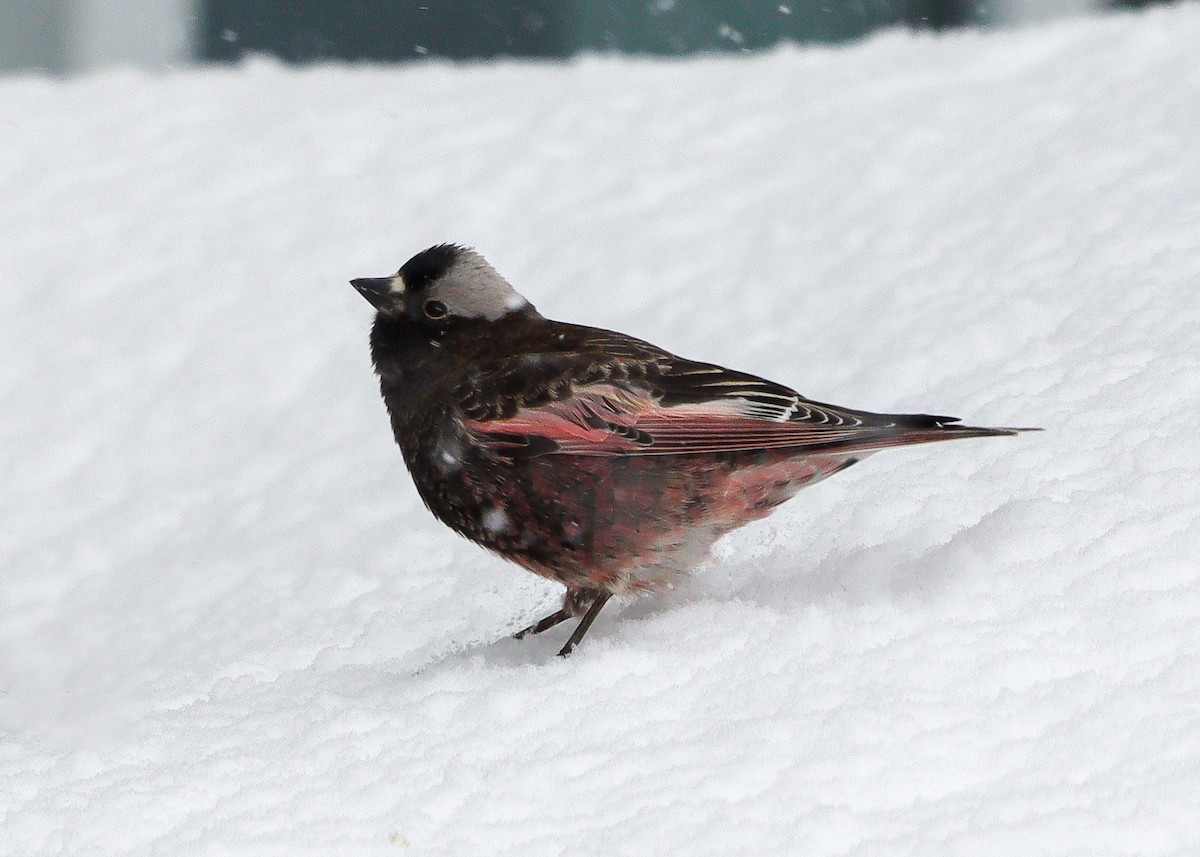 Black Rosy-Finch - ML616490816