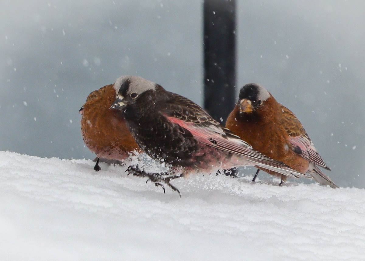 Black Rosy-Finch - ML616490817