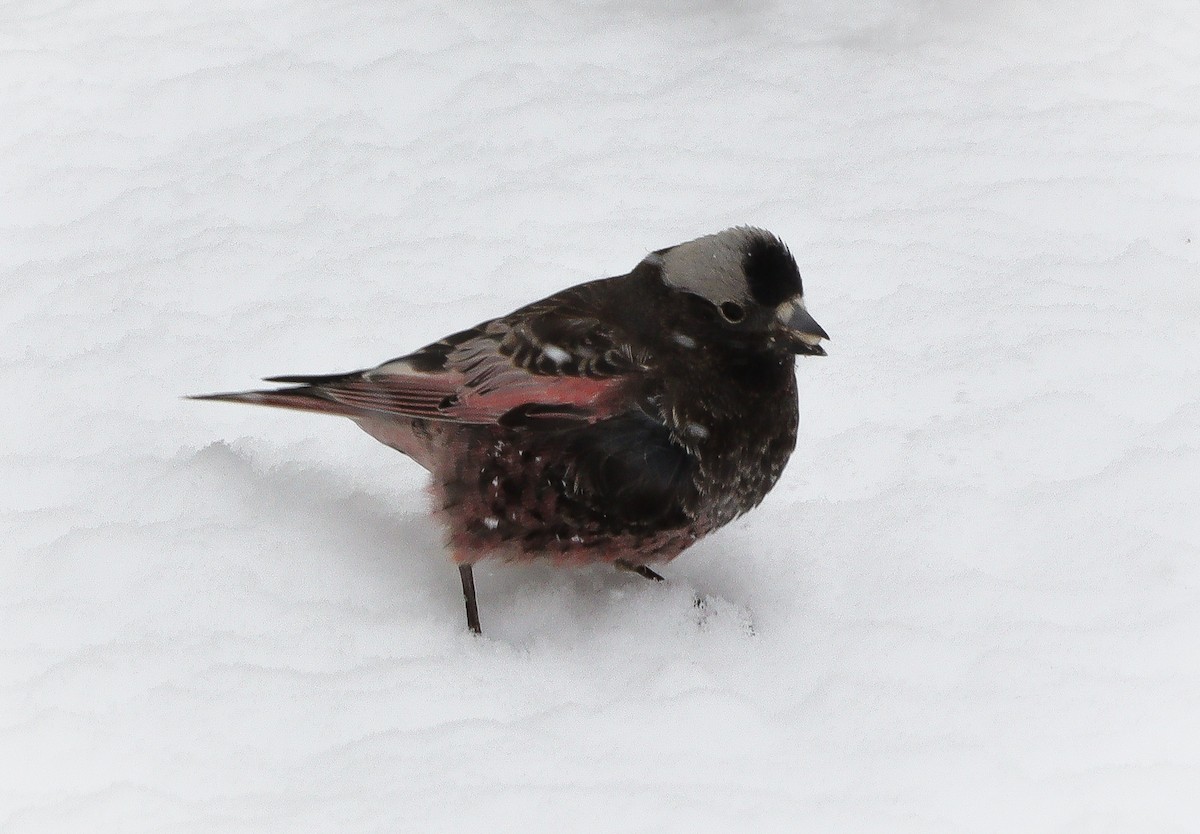 Black Rosy-Finch - ML616490818