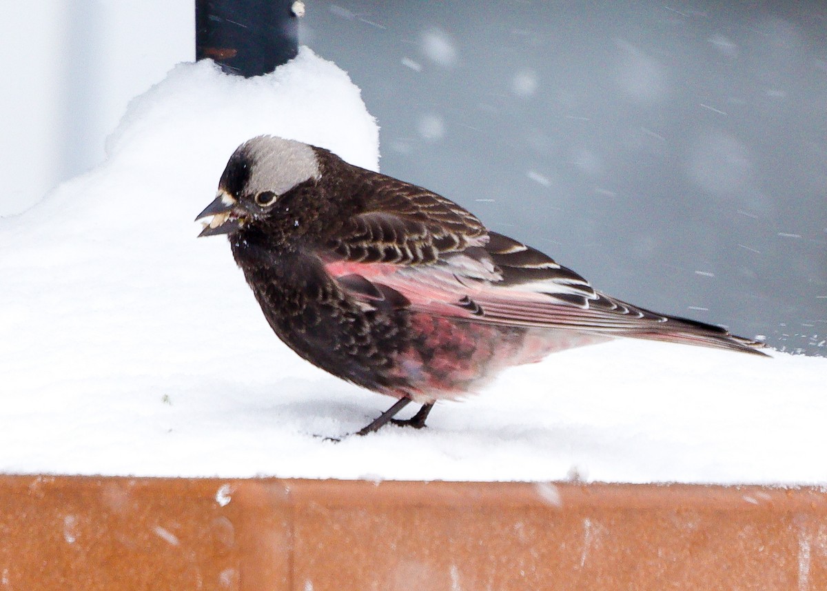 Black Rosy-Finch - David  Yeany II