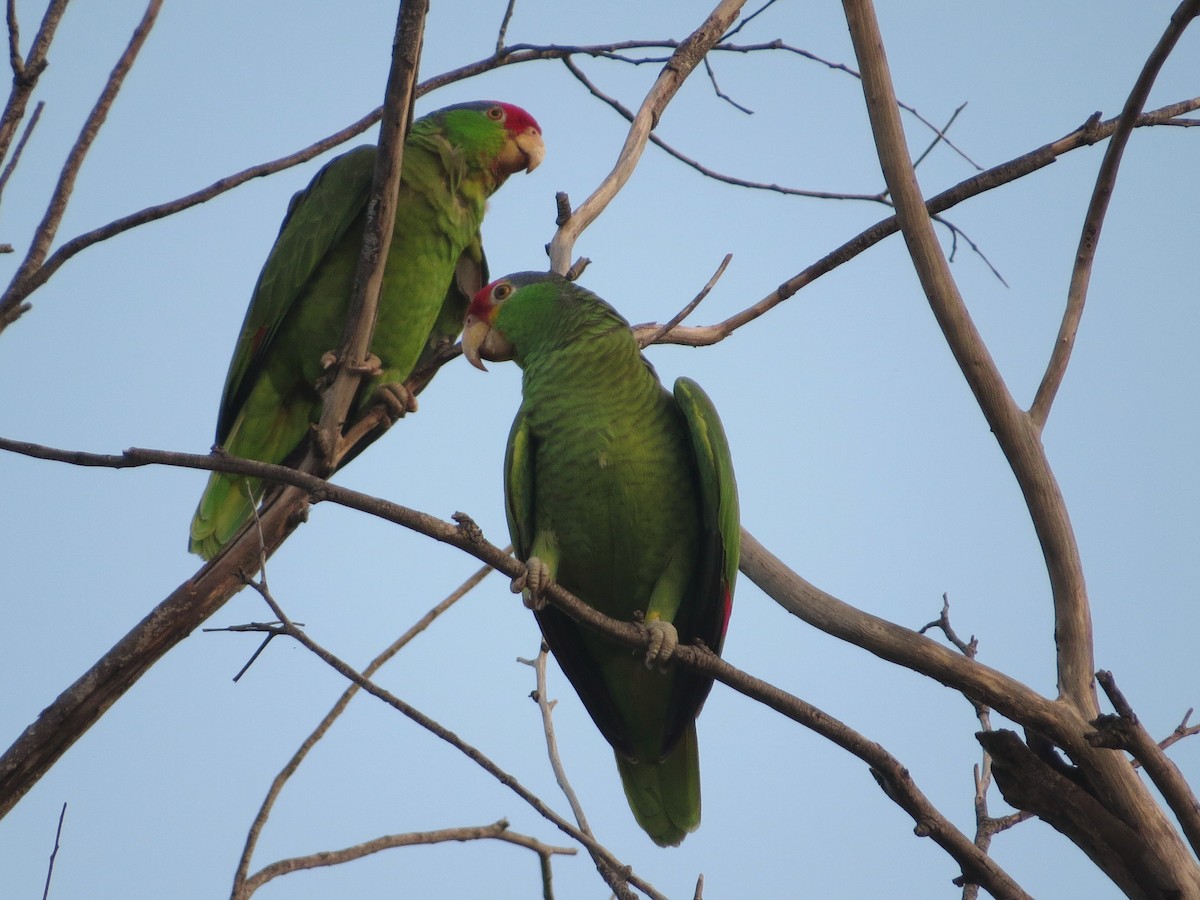 Red-lored Parrot - ML616490861