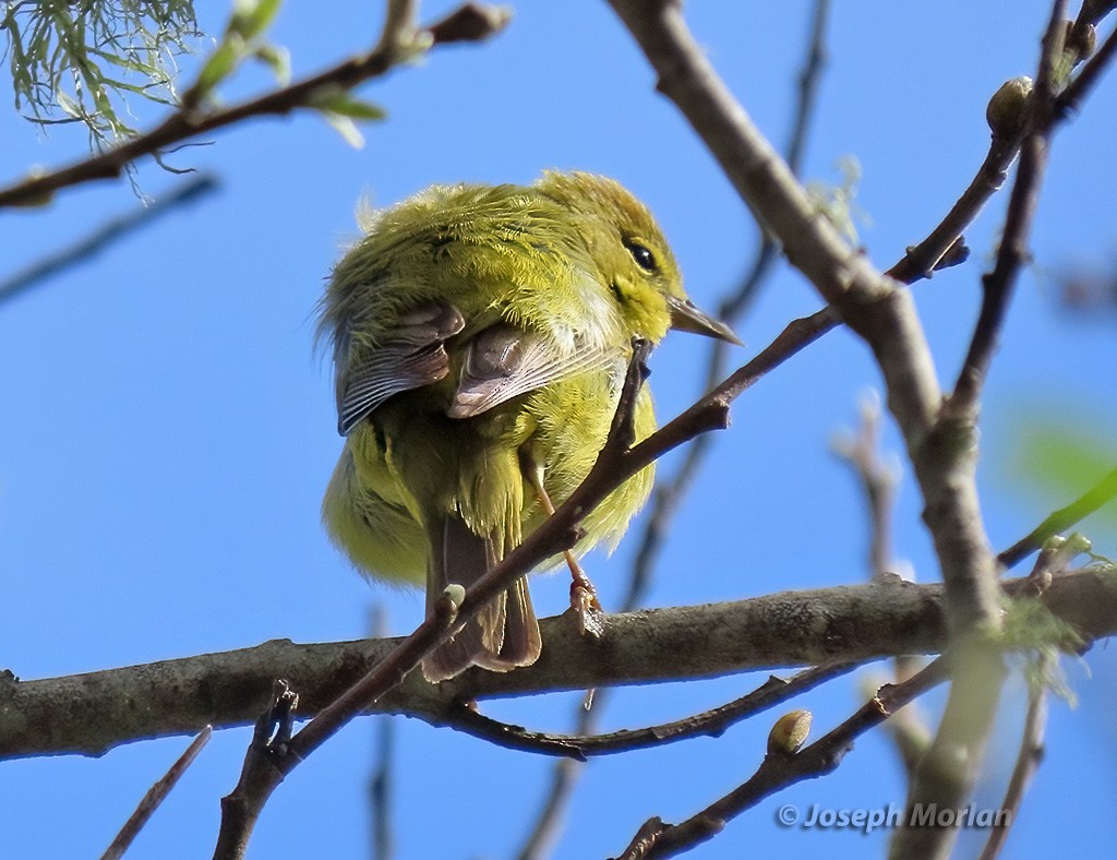 Orange-crowned Warbler - Joseph Morlan