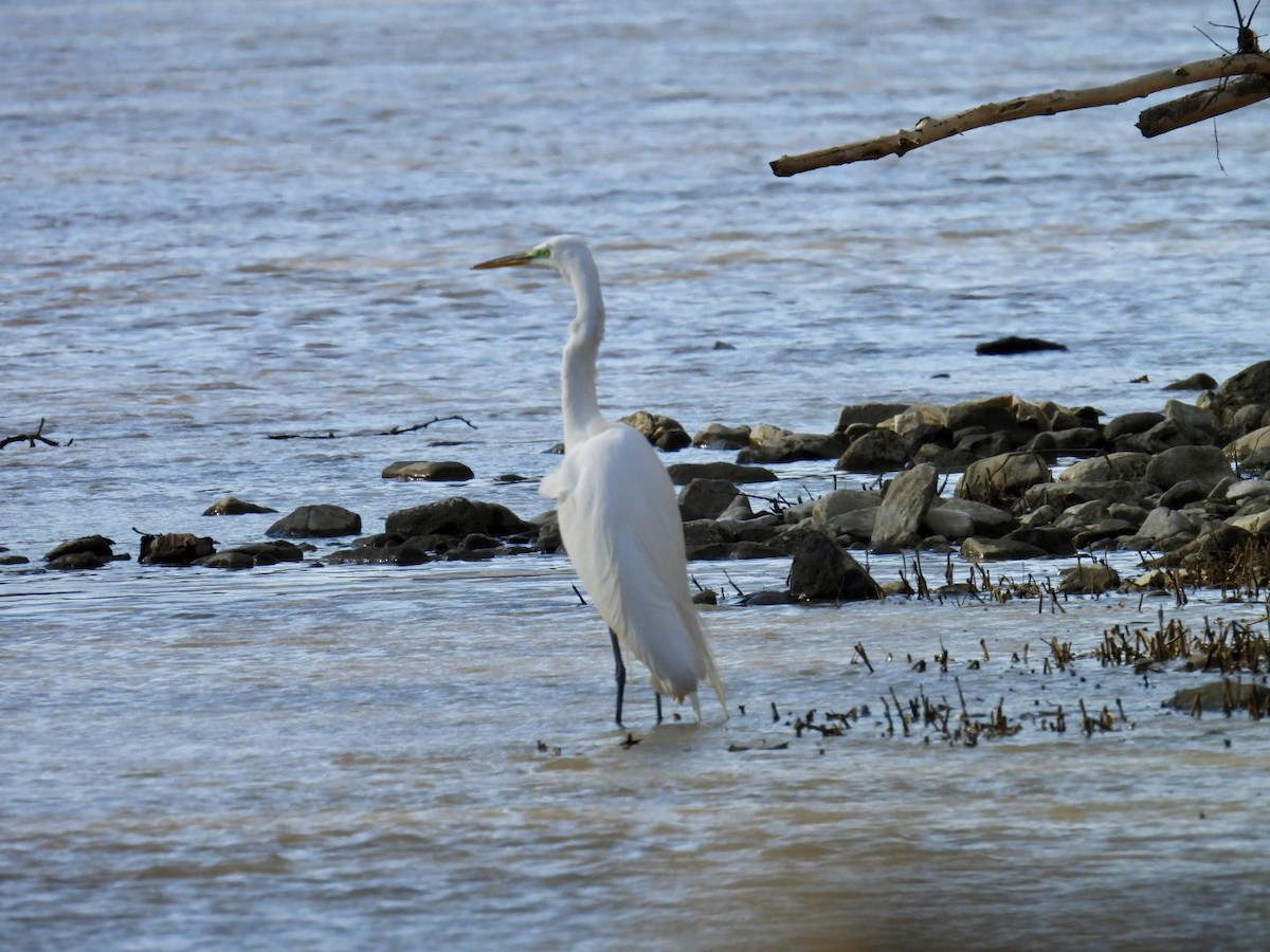 Great Egret - ML616490898