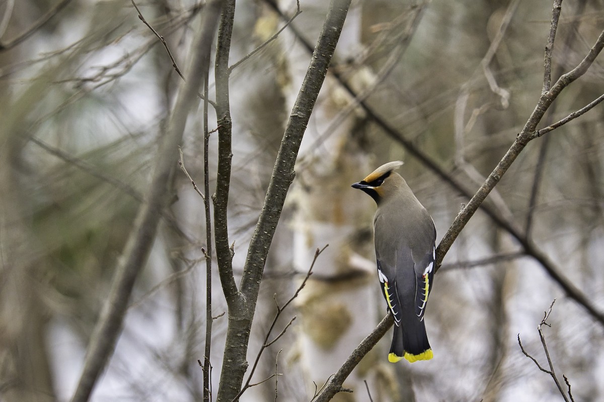 Bohemian/Cedar Waxwing - ML616490901