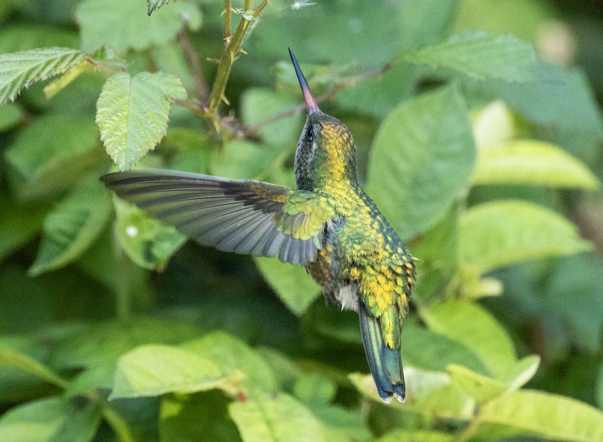 kolibřík lesklobřichý - ML616490904