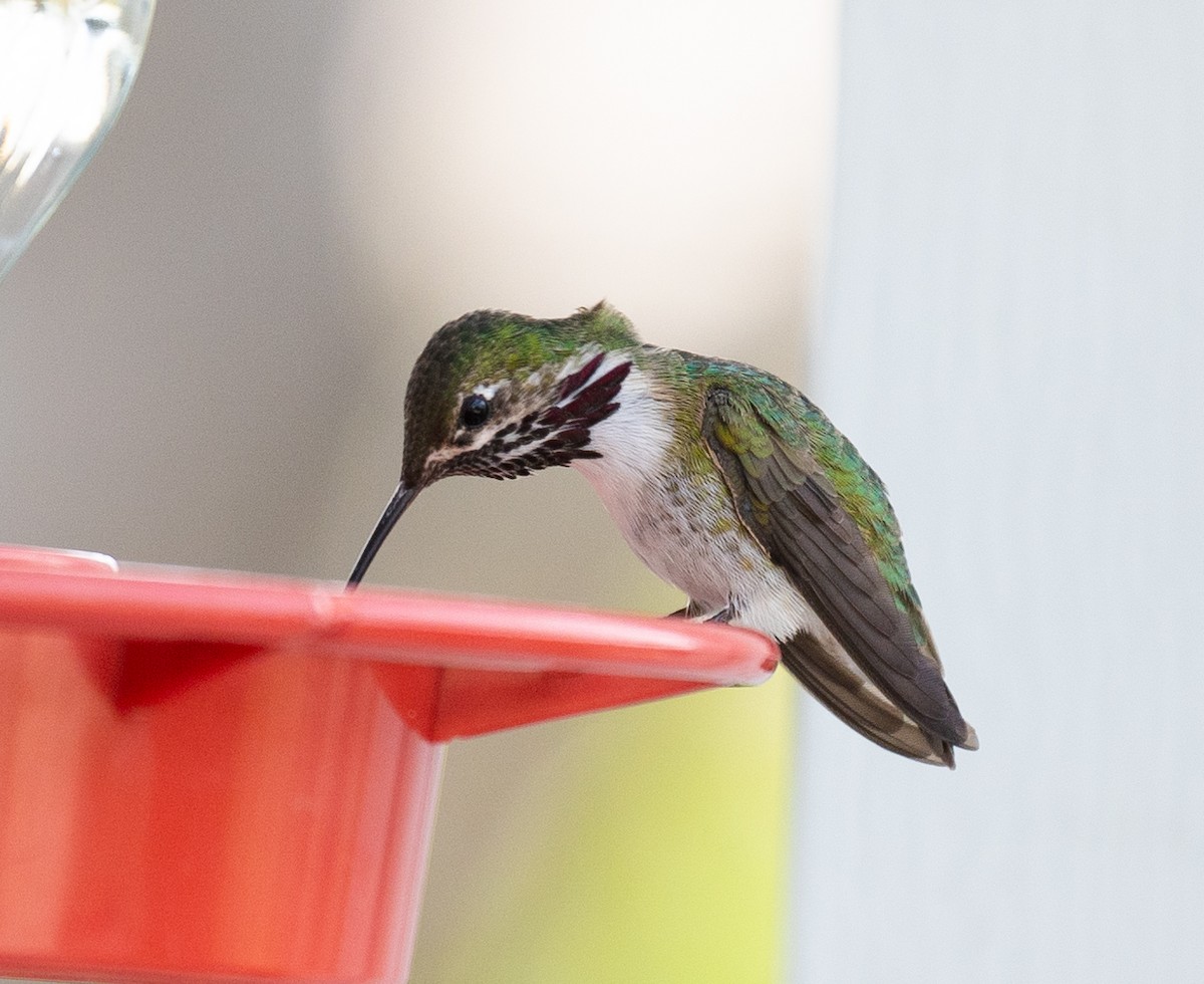 Calliope Hummingbird - Dale Ball