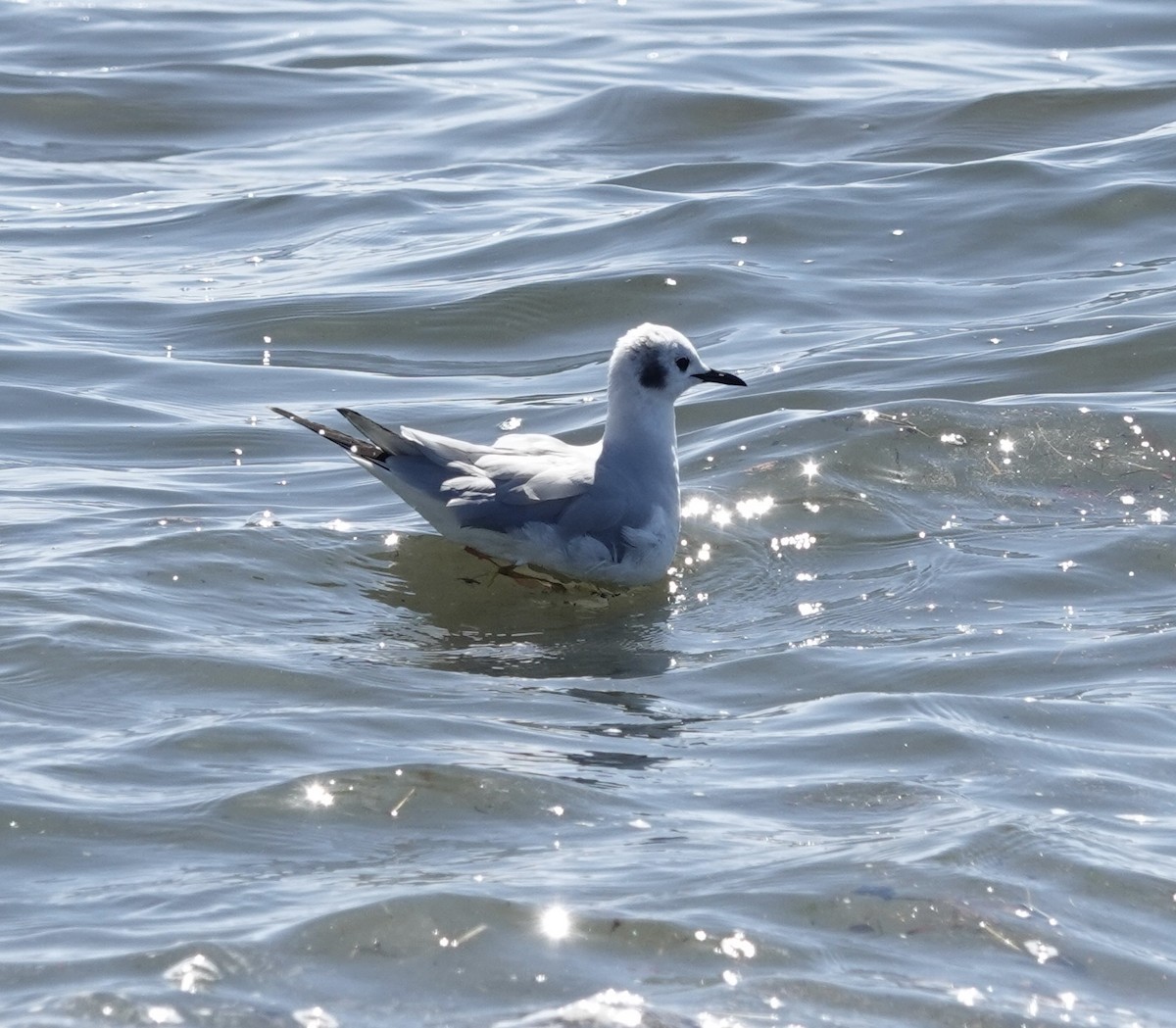 Bonaparte's Gull - ML616490957