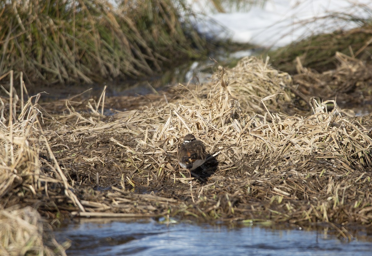 Killdeer - ML616490965