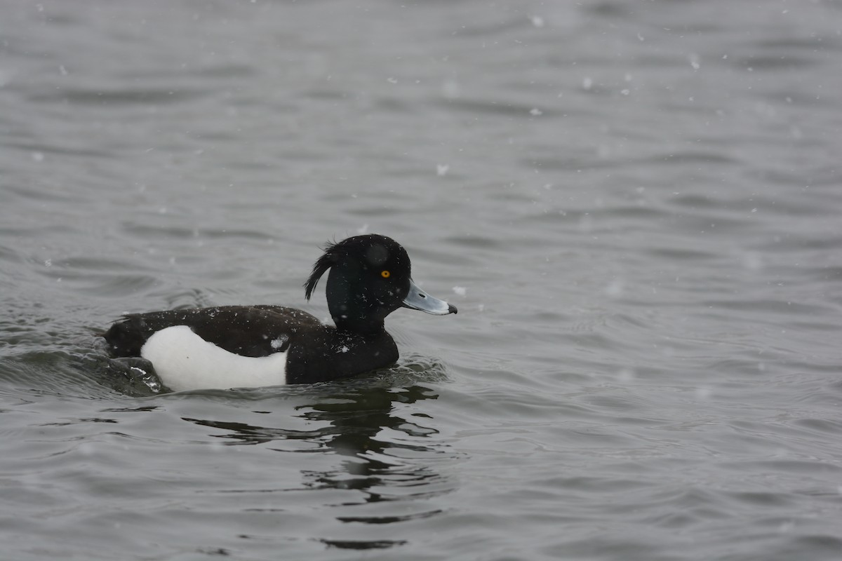 Tufted Duck - ML616490972