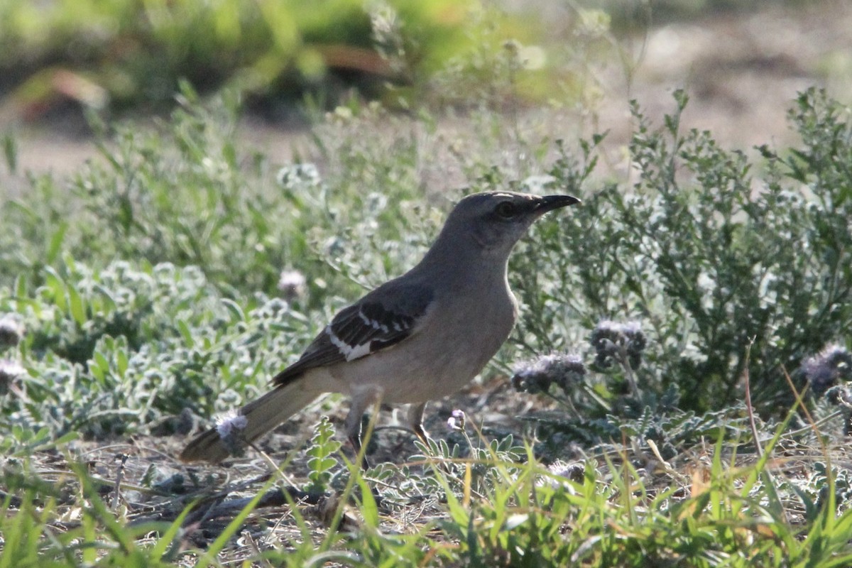 Northern Mockingbird - ML616490992