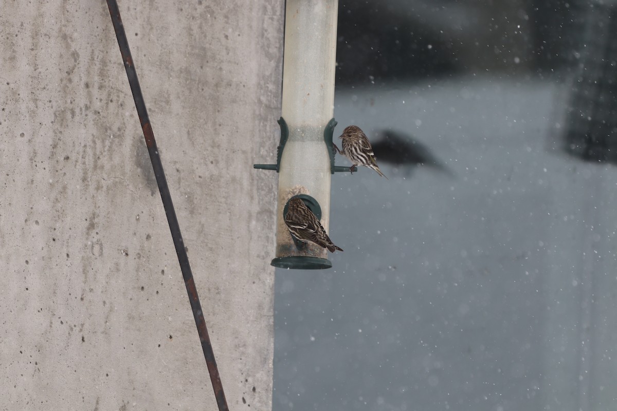 Pine Siskin - David  Yeany II