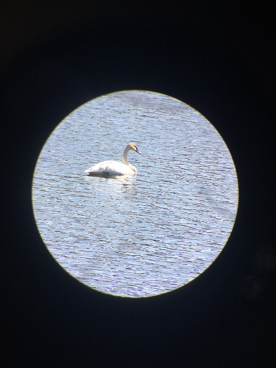 Trumpeter Swan - ML616491074
